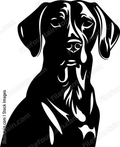 Weimaraner
