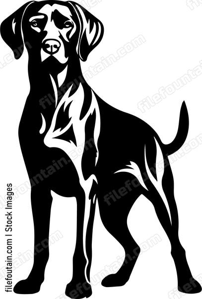 Weimaraner