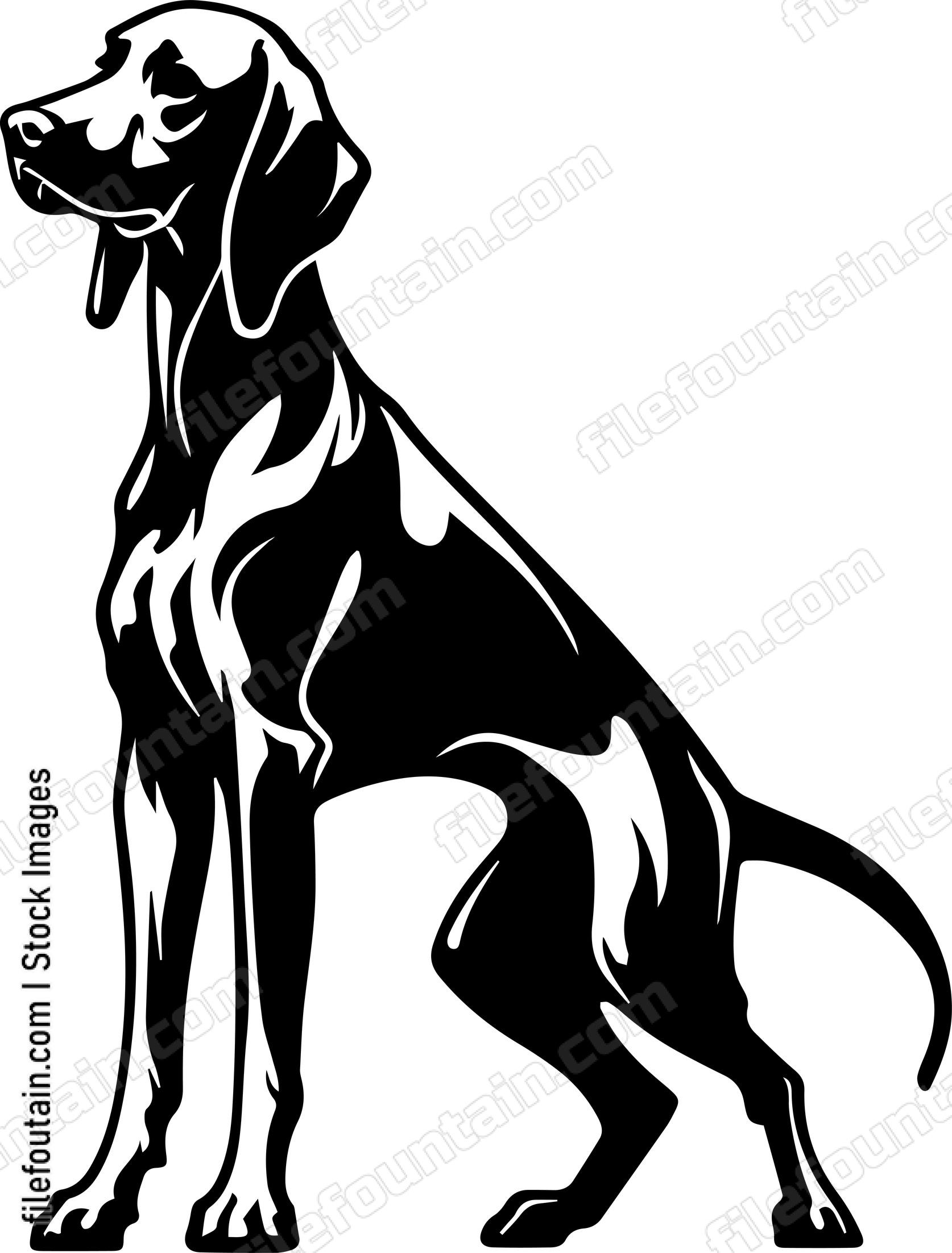 Weimaraner