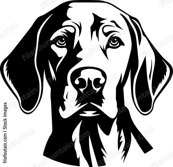 Weimaraner