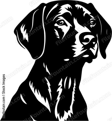 Weimaraner