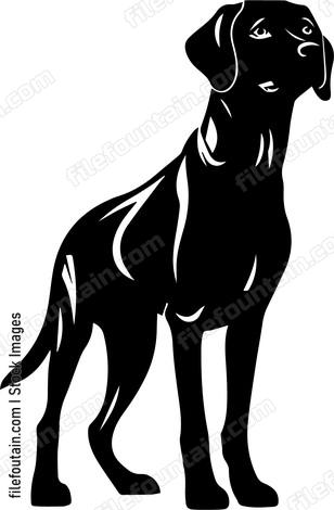 Weimaraner