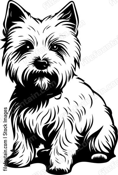 West Highland White Terrier