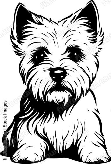 West Highland White Terrier