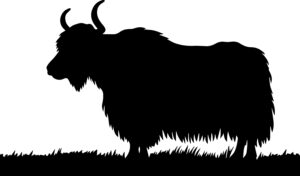 Yak