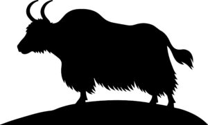 Yak