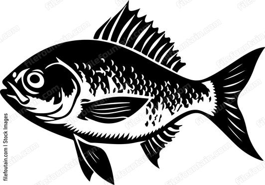 A black and white fish