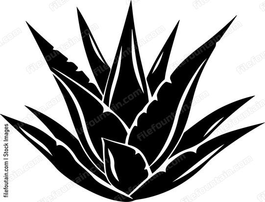 Agave Plant