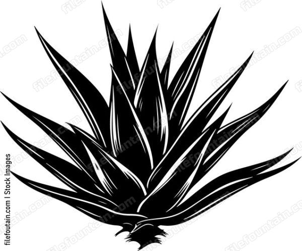 Agave Plant