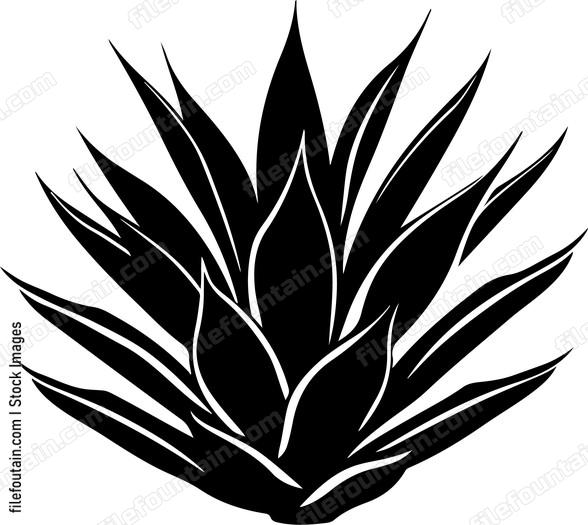 Agave Plant