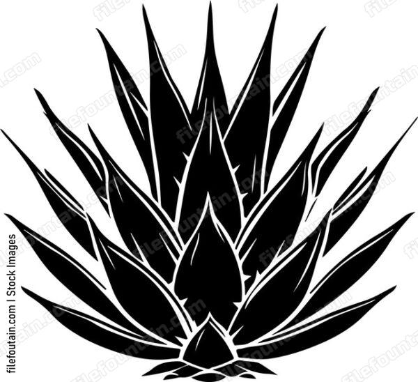 Agave Plant