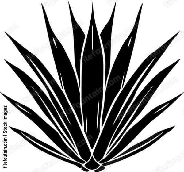 Agave Plant