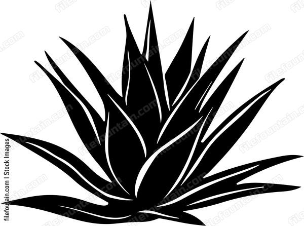 Agave Plant