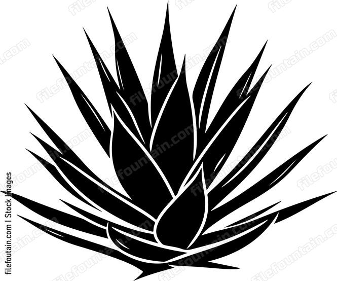 Agave Plant