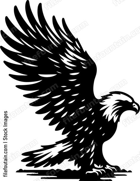 American Bald Eagle