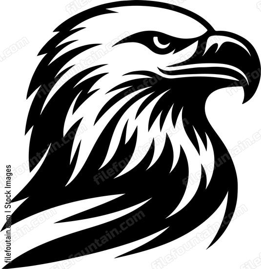 American Bald Eagle