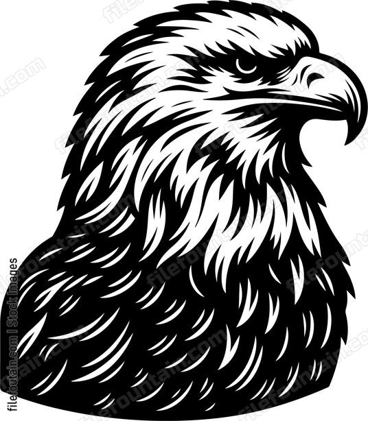 American Bald Eagle