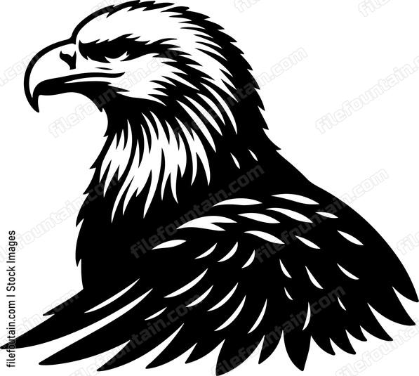 American Bald Eagle