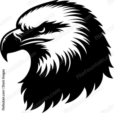 American Bald Eagle