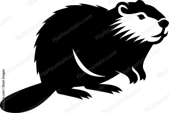 American Beaver