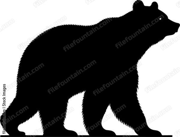 American Black Bear