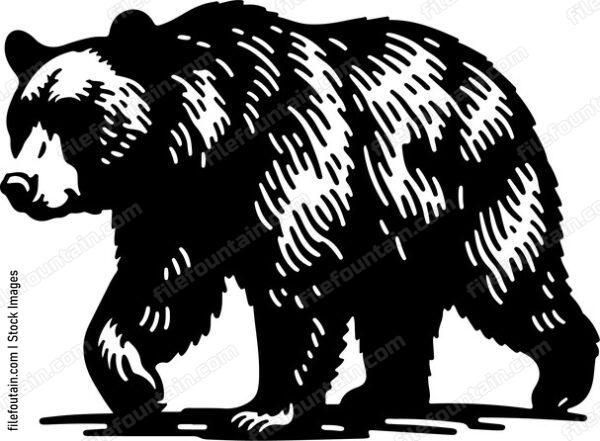 American Black Bear