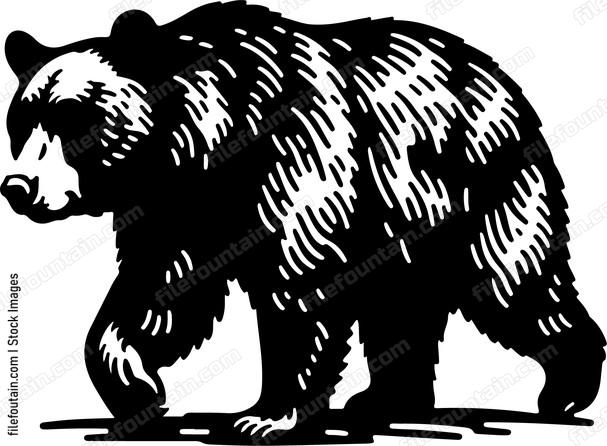 American Black Bear