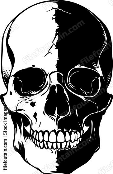 Anatomic skull head bone