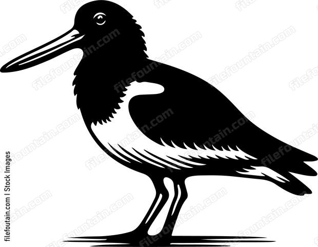 Australian pied oystercatcher
