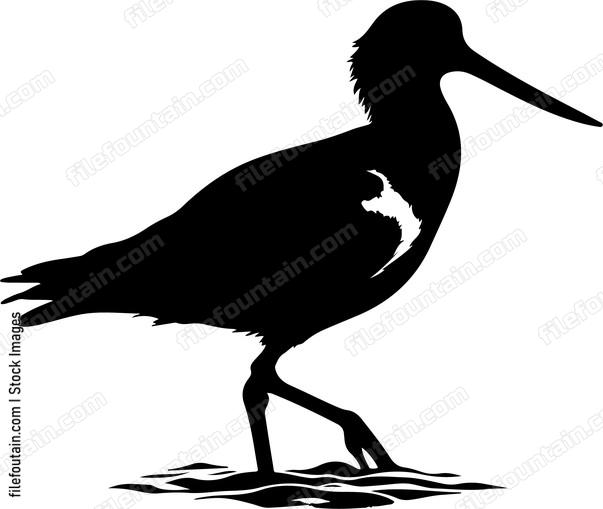 Australian pied oystercatcher