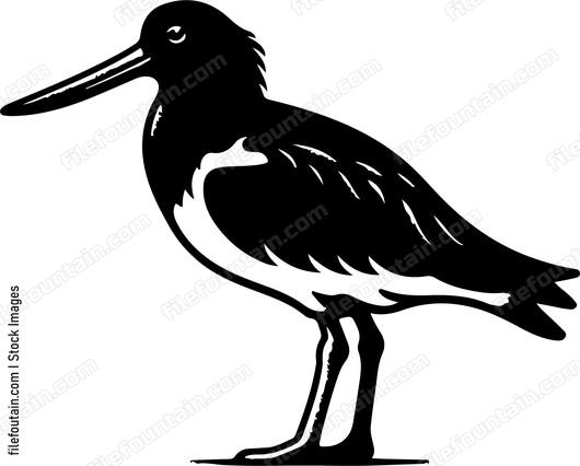 Australian pied oystercatcher