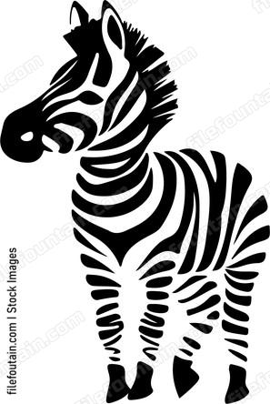 Baby Zebra