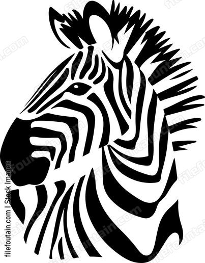 Baby Zebra