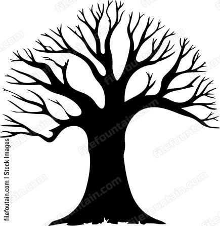 Baobab Tree