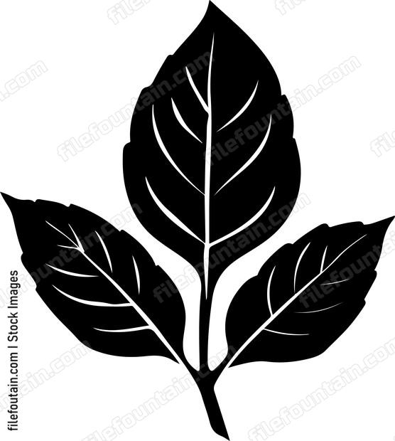 Basil Leaf