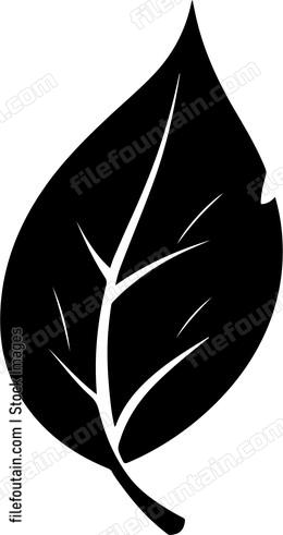 Bay Leaf
