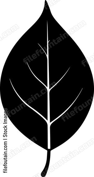 Bay Leaf