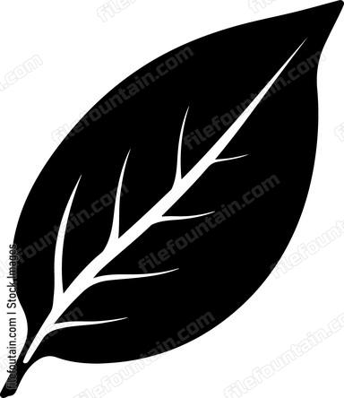 Bay Leaf