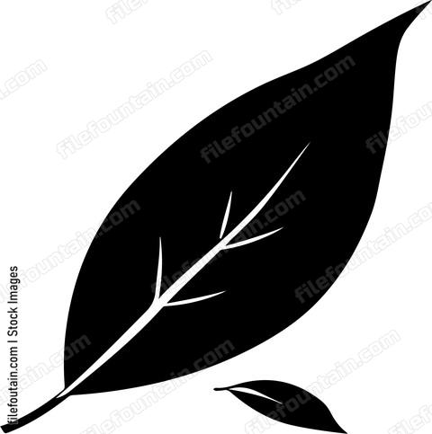 Bay Leaf