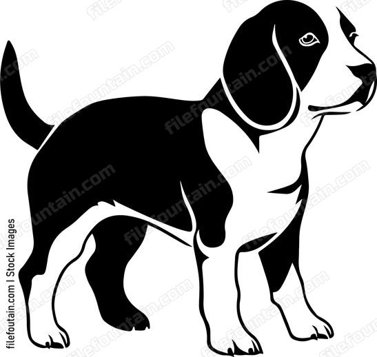 Beagle Dog