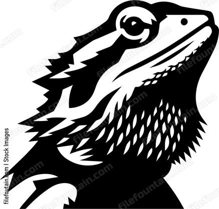 Bearded Dragon