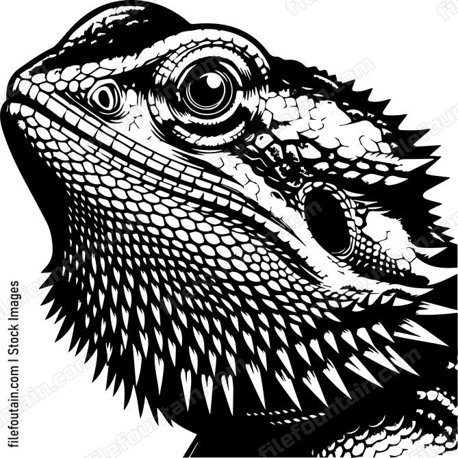 Bearded Dragon