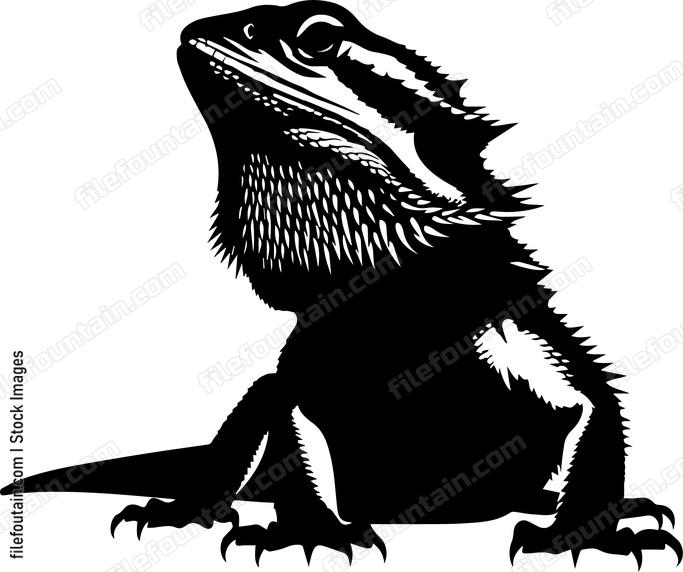 Bearded Dragon