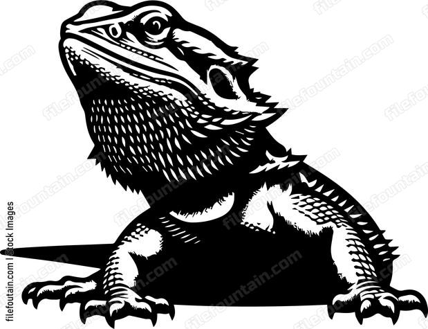 Bearded Dragon