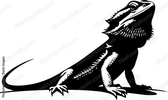 Bearded Dragon