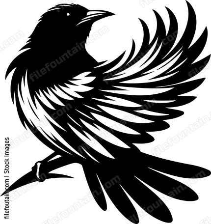 Beautiful Bird With Nice Faethers