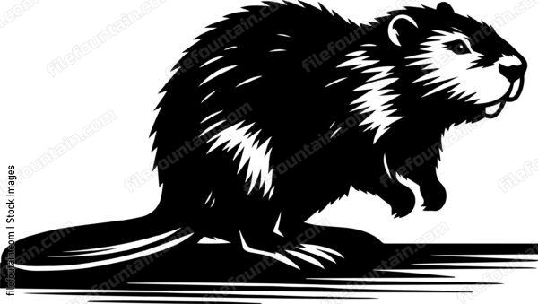 Beaver