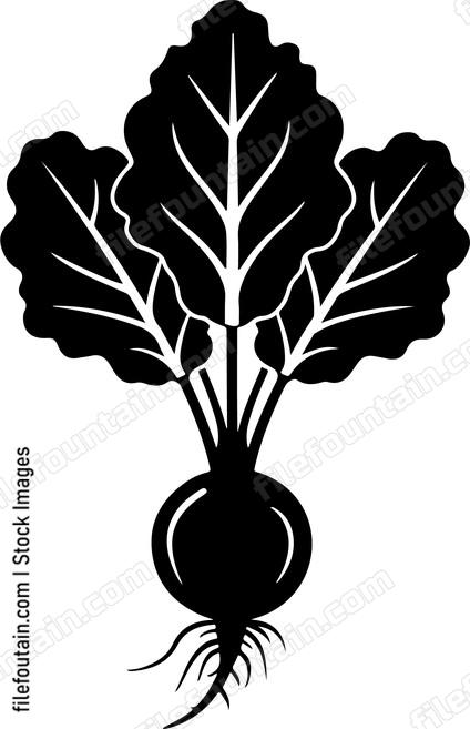 Beetroot