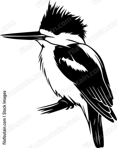Belted Kingfisher