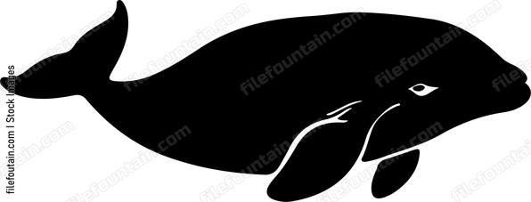 Beluga Whale
